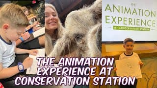 The Animation Experience